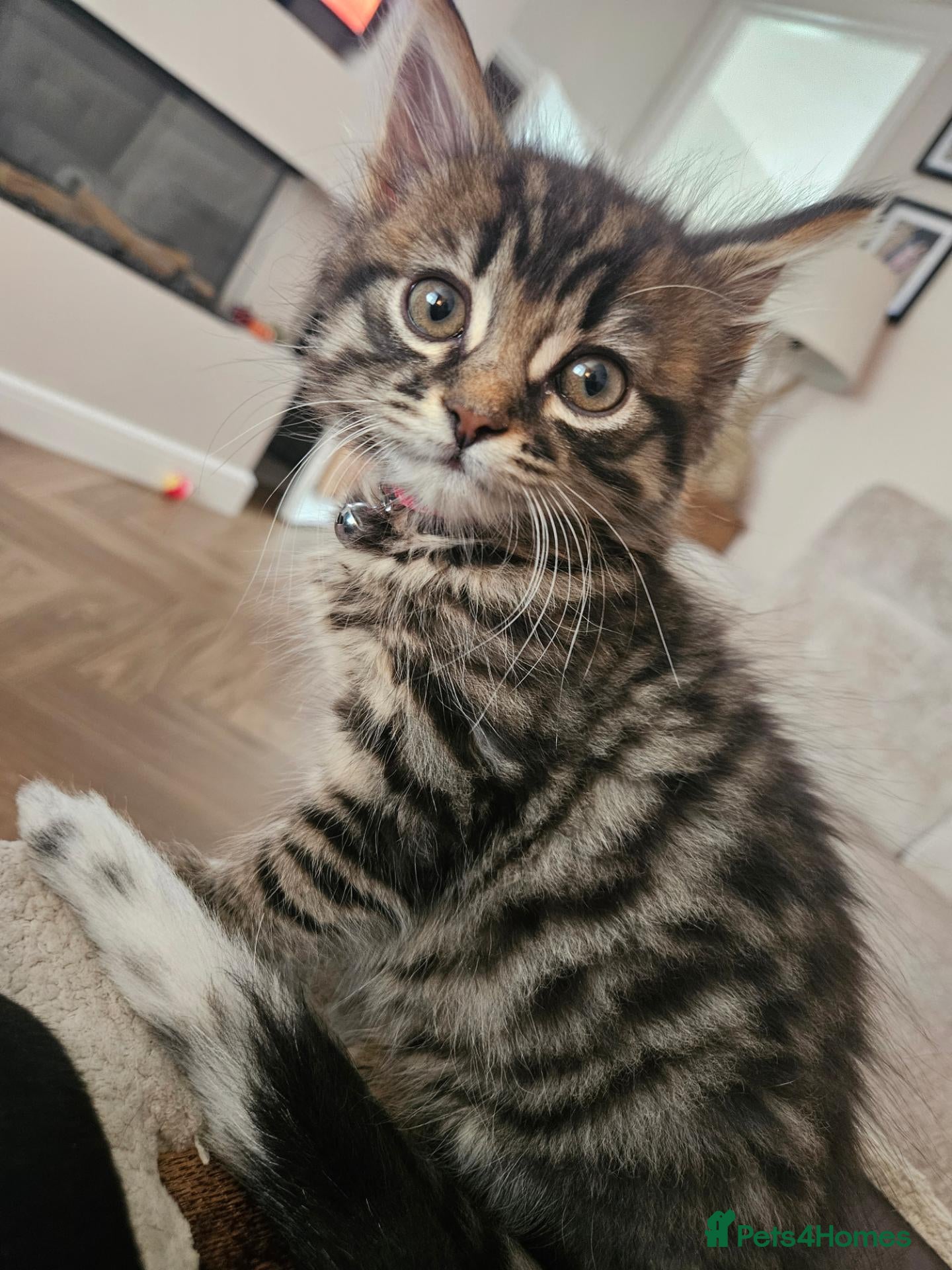 Mixed Breed cats for sale: Ready to go Kitten girl - Advert 6