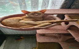 Abyssinian cats for sale: Abisinian kittens  - Image 4