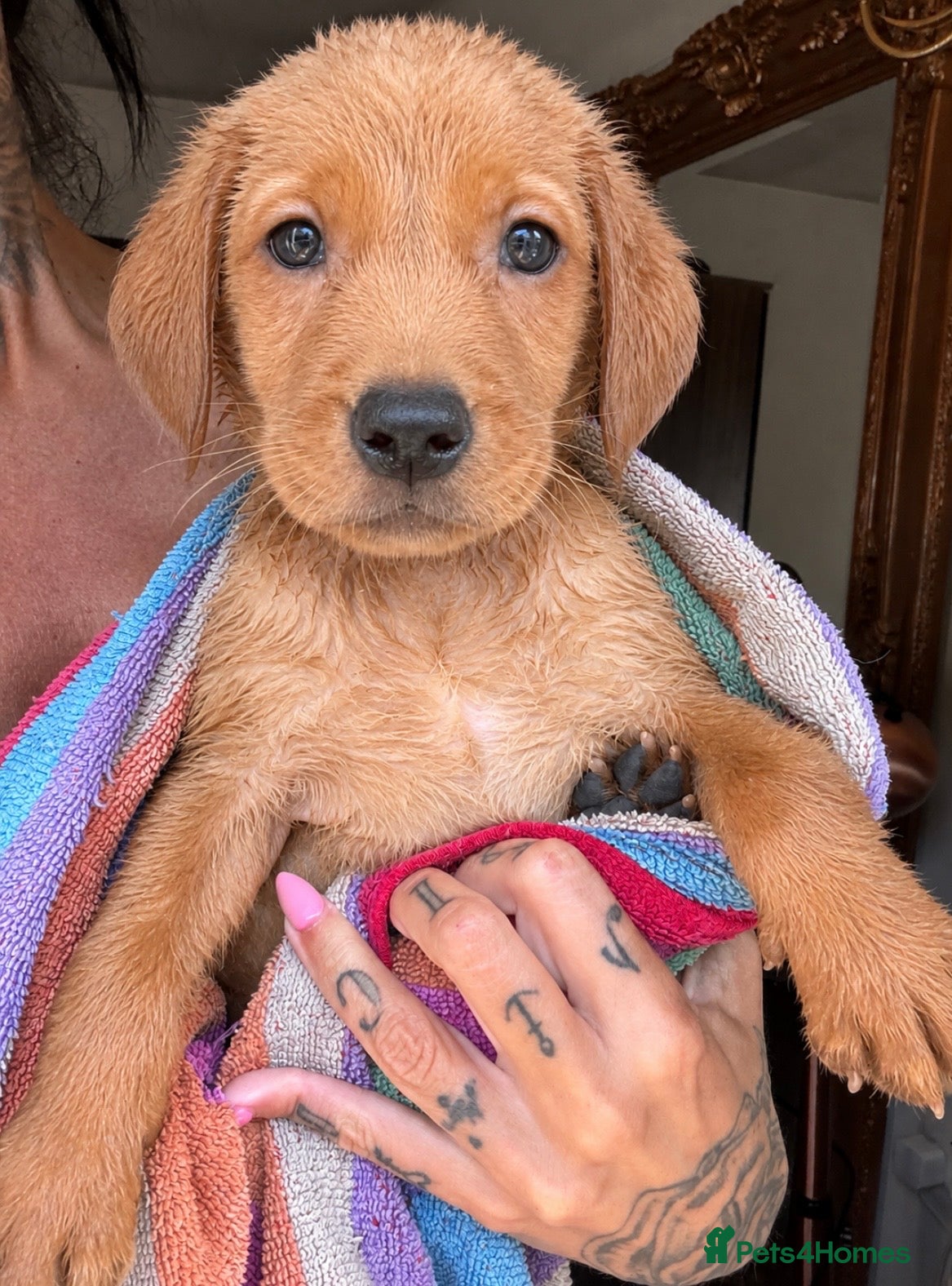 Labrador Retriever dogs READY 27th JULY KC LABS PUPPY PAD TRAINED - Advert 1