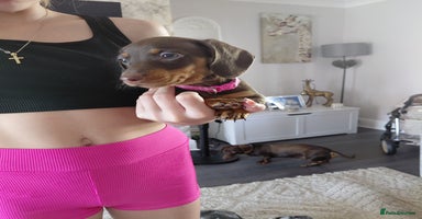 Miniature Dachshund dogs - Advert 8