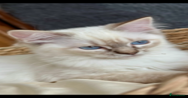 Ragdoll cats - Advert 3