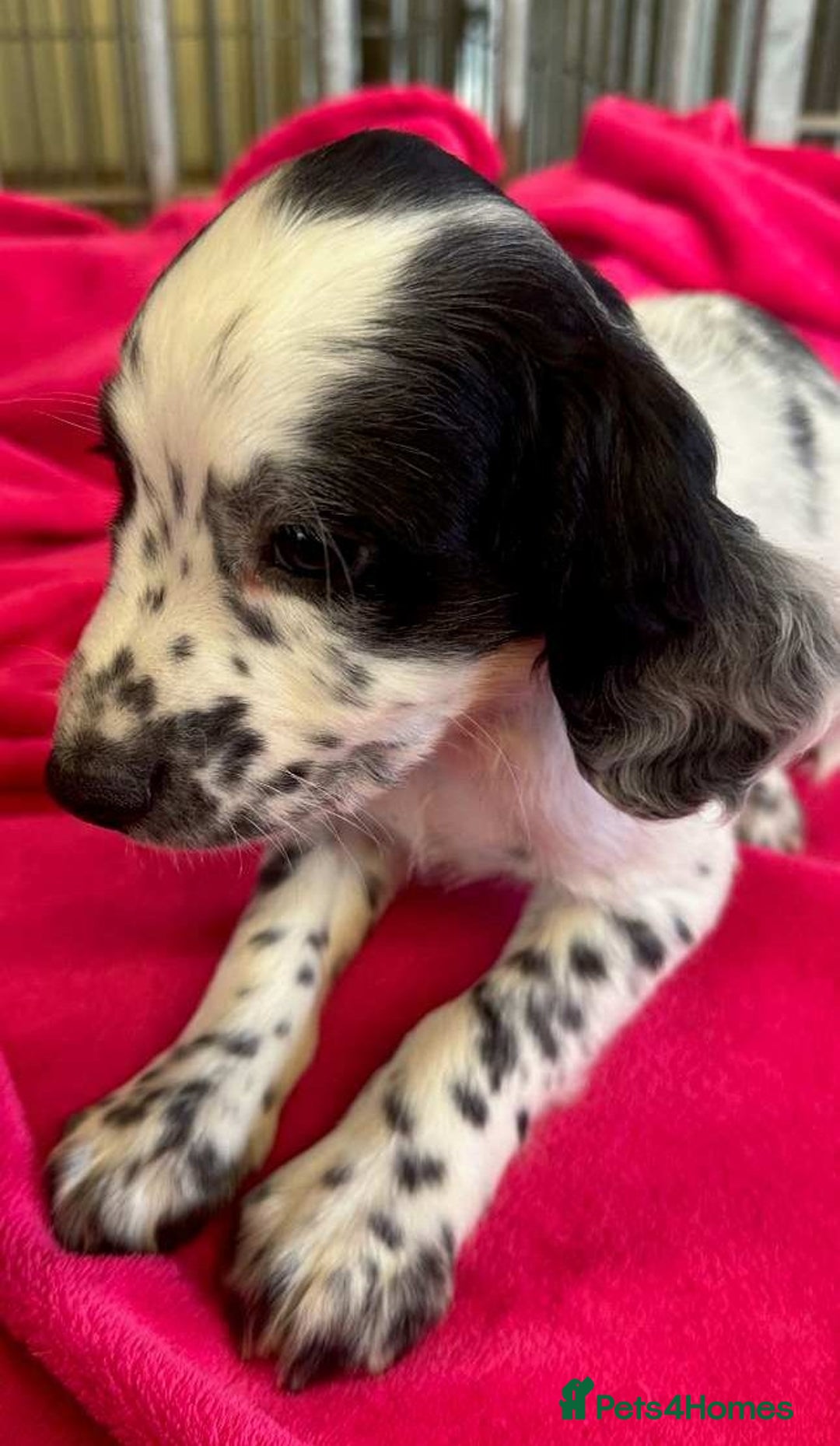 Cocker Spaniel dogs for sale: Cocker Spaniel puppies for sale - Advert 9