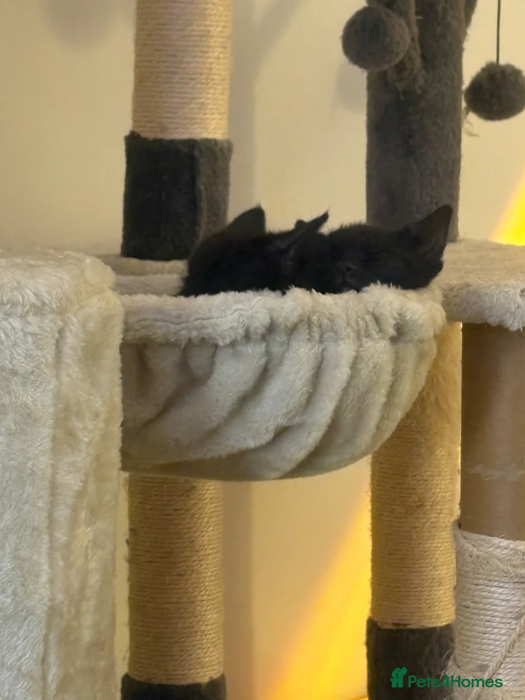 Mixed Breed cats for sale: 3 black kittens (boys) - Advert 16