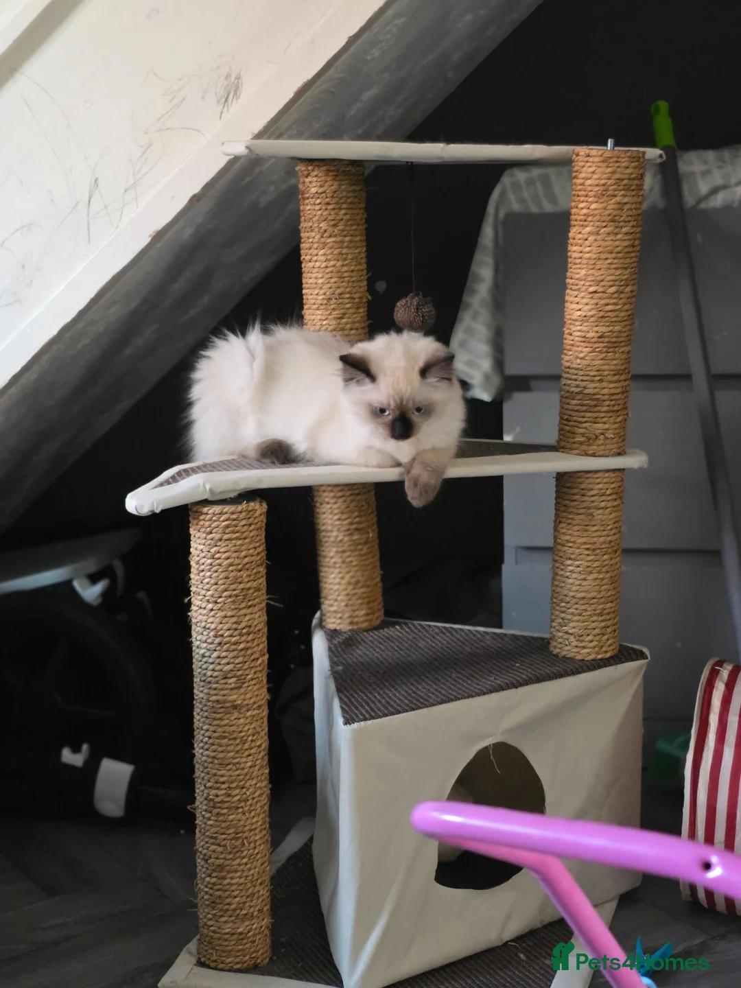 Ragdoll cats for sale: Female ragdoll kitten  - Advert 3