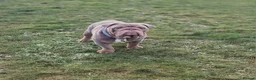 English Bulldog dogs for stud: Beautiful lilac and tan british bulldog for stud  in Norwich - Advert 3