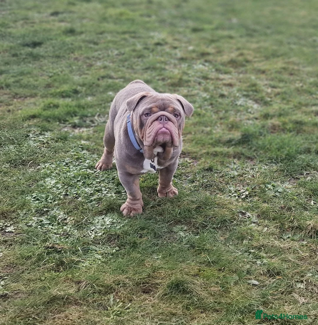 English Bulldog dogs for stud: Beautiful lilac and tan british bulldog for stud  in Norwich - Advert 3