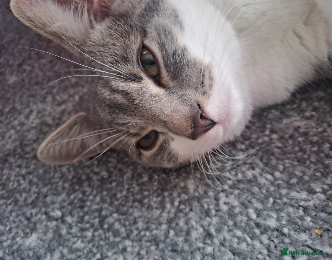 Mixed Breed cats for sale: 7 month old male kitten - Image 3