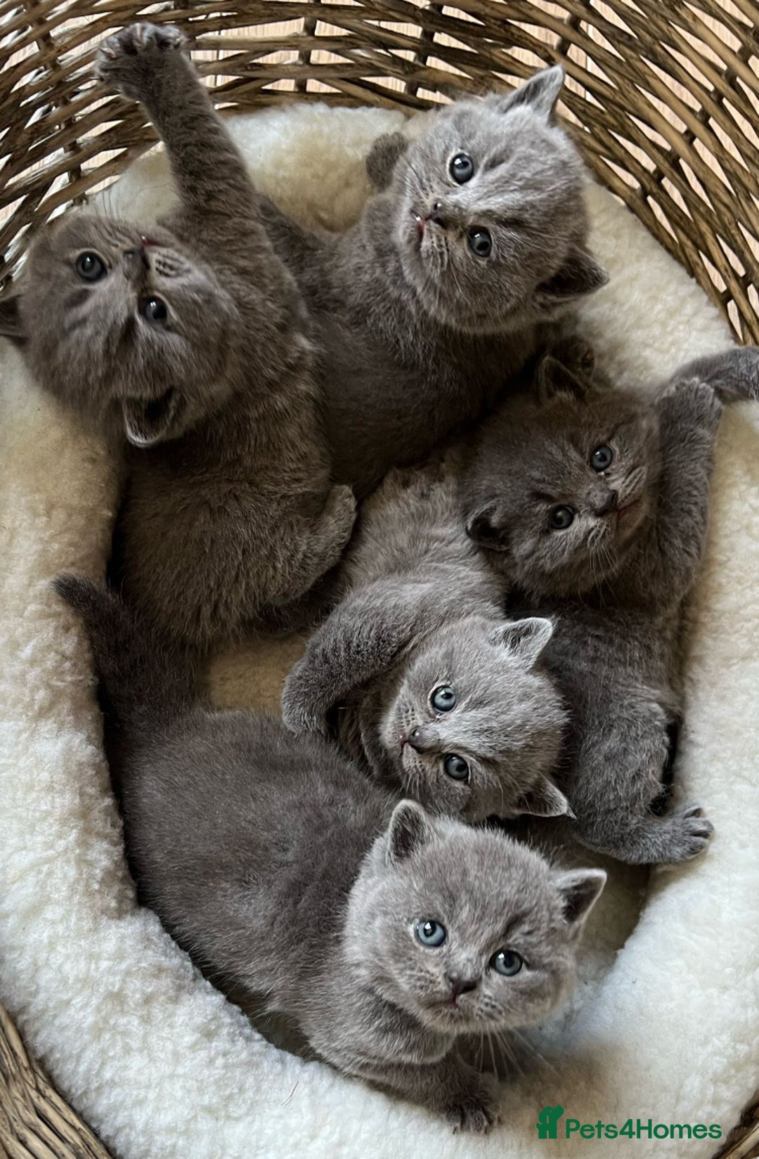 British Shorthair cats for stud: GCCF & TICA BLUE STUD in Derby - Advert 5