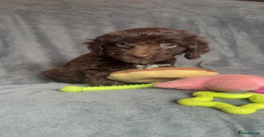 Cockapoo dogs - Advert 10