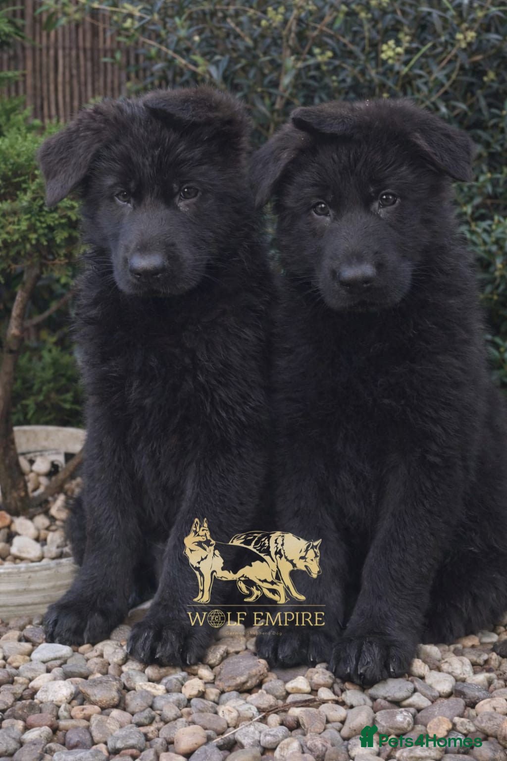 German Shepherd dogs Beautiful Gsd,Puppies  - Advert 8