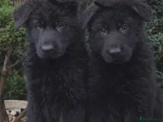 German Shepherd dogs Beautiful Gsd,Puppies - Advert 8