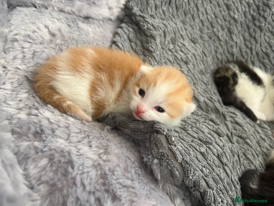 Mixed Breed cats for sale: 5 beautiful kittens looking for a forever home❤️ - Advert 38