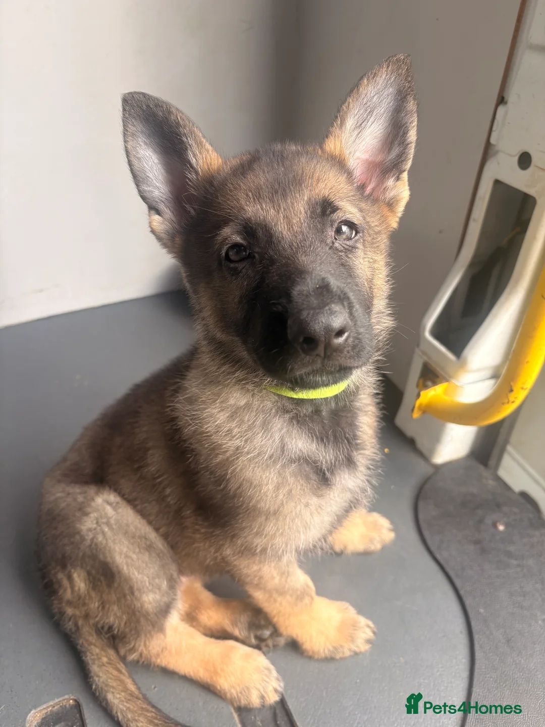 German Shepherd dogs for sale: Beautiful German shepherd puppies only 2 left - Advert 2