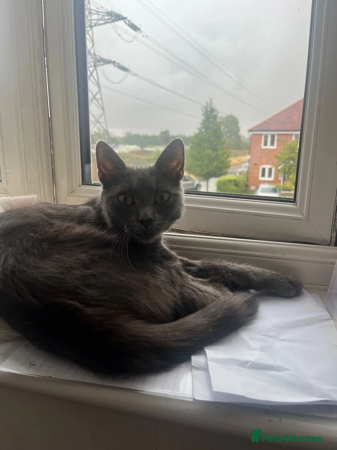 British Shorthair cats for sale: Beautiful British Shorthair Grey - Luna - Advert 2