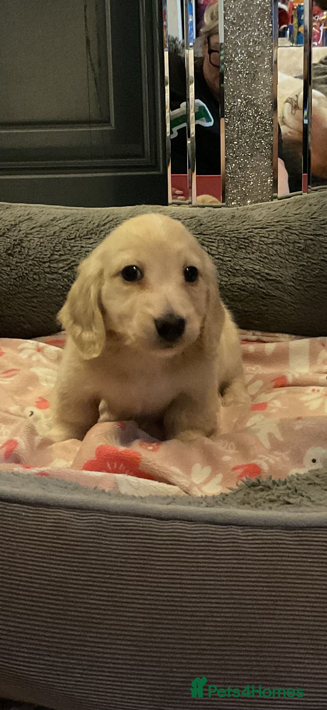 Miniature Dachshund dogs for sale: Cream miniature kc dachshund campion lines  - Advert 7