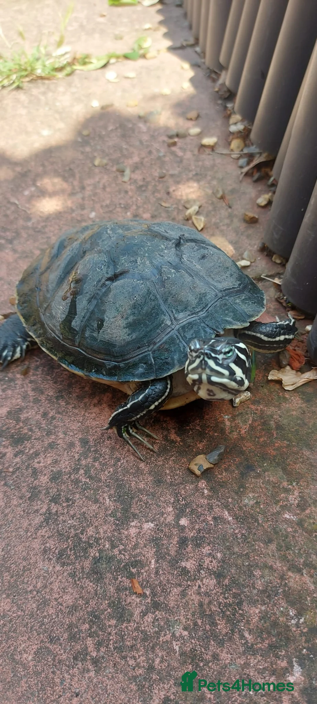 Turtle reptiles for sale: George the Turtle )  in Kingston upon Thames - Advert 2
