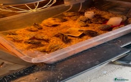 Quail poultry for sale: Jumbo Coturnix Japanese Quail chicks  - Image 4