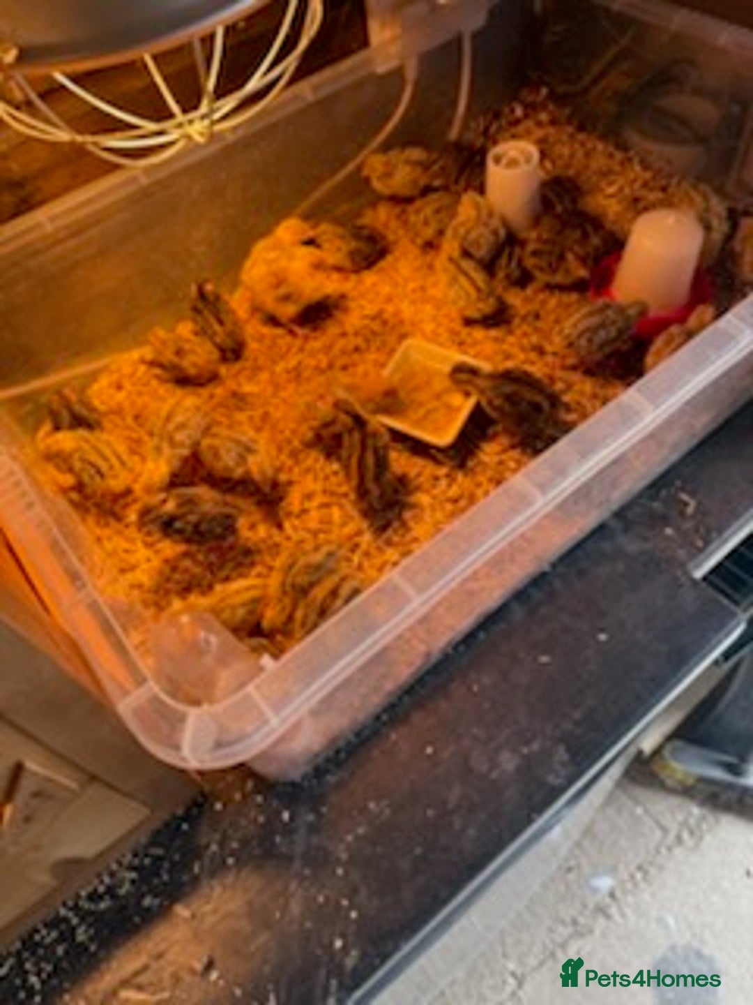 Quail poultry for sale: Jumbo Coturnix Japanese Quail chicks  - Image 4
