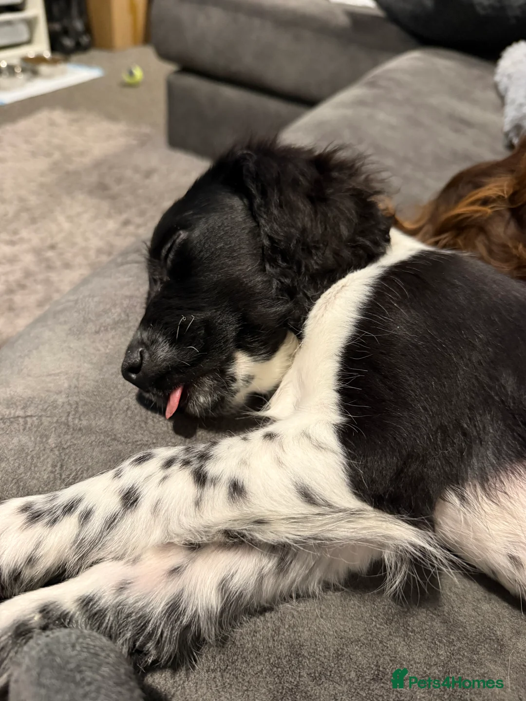 Sprocker dogs for sale: Penny is a Stunning sprocker puppy - Advert 3