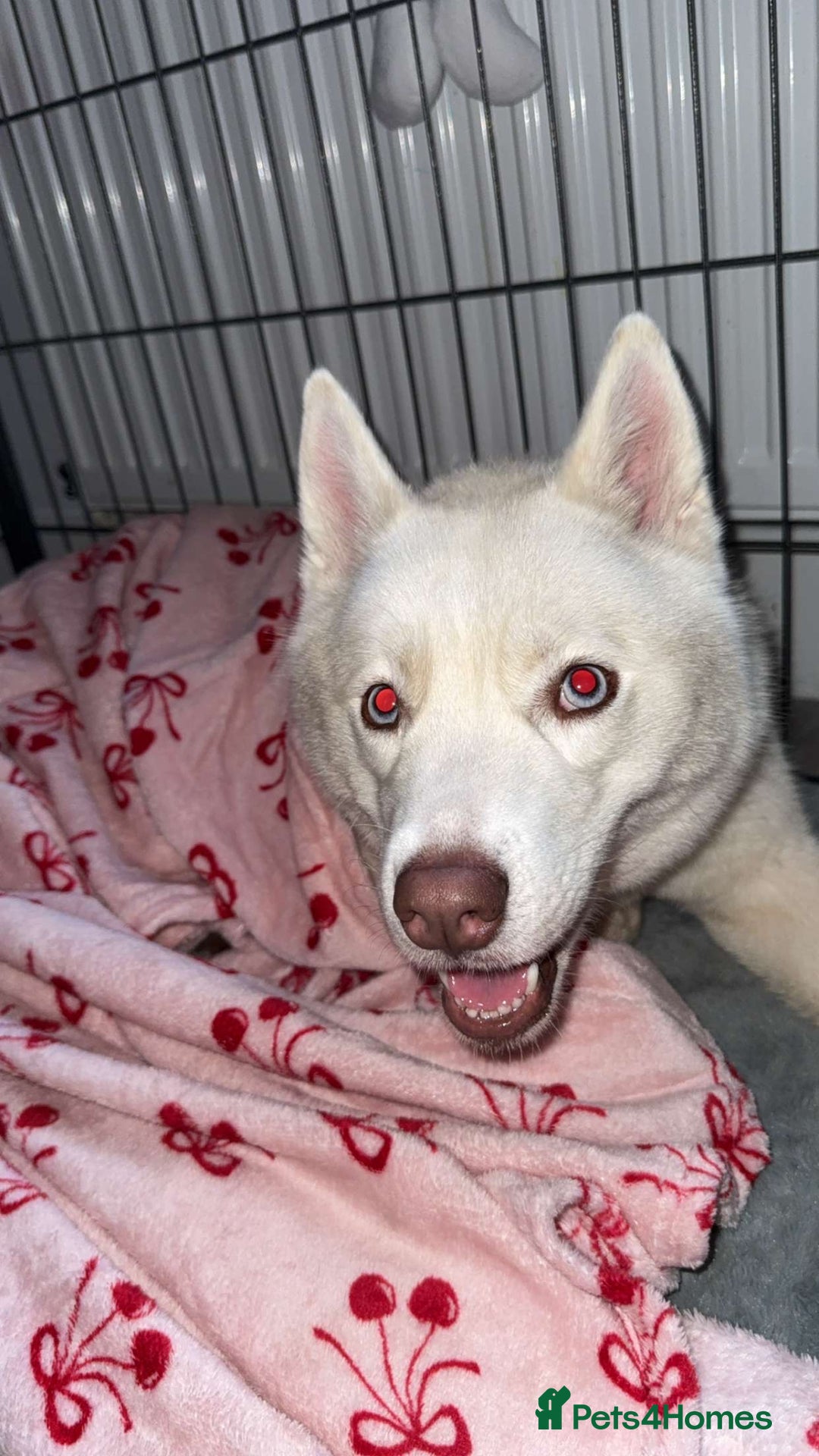 Siberian Husky dogs for sale: Husky for sale  - Advert 4