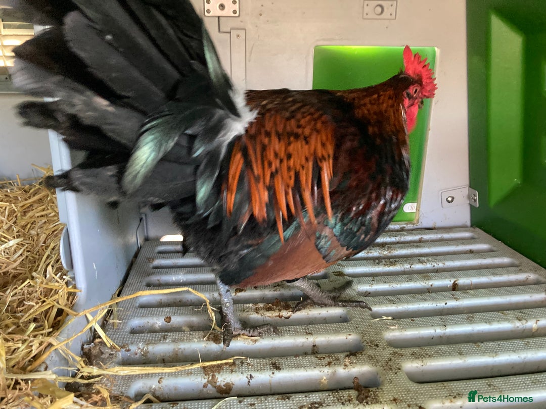 Chickens poultry for sale: Cockerel  - Advert 5