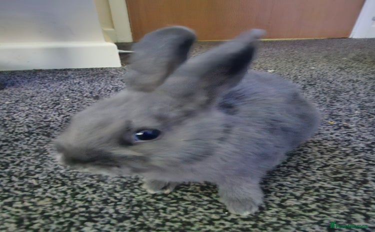 Mini Lop rabbits - Advert 4