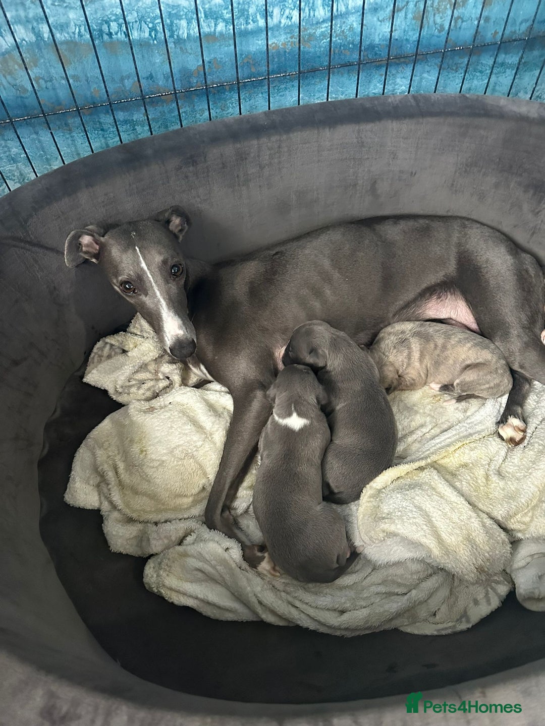 Whippet dogs for sale: Whippet Puppies  - Advert 12