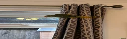 Parakeets birds for sale: Yellow and green baby Indian ring neck parakeet  in Newcastle upon Tyne - Advert 16