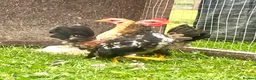 Chickens poultry for sale: High Quality Serama Bantam - Advert 6