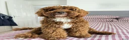 Aussiedoodle dogs for sale: 8 month old Aussiedoodle in Middlesbrough - Advert 2