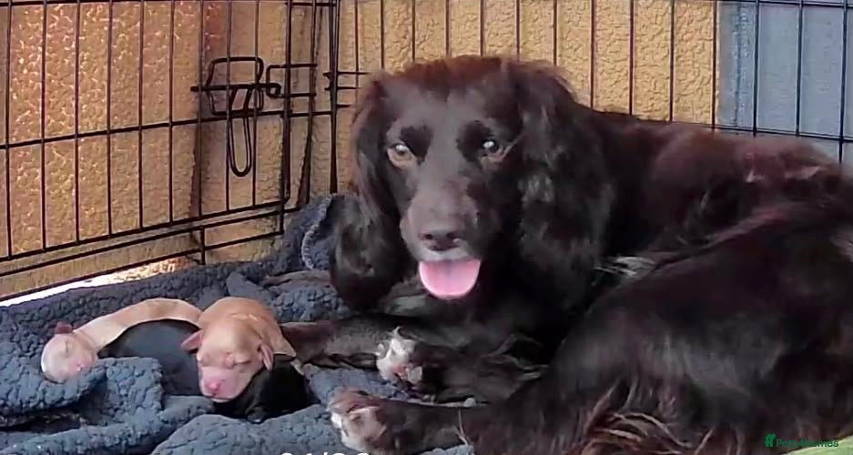 Cockapoo dogs Gorgeous F1 Cockapoo Pups  - Advert 1