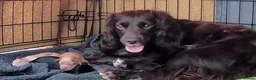 Cockapoo dogs for sale: Gorgeous F1 Cockapoo Pups  in Bexhill-on-Sea - Advert 1