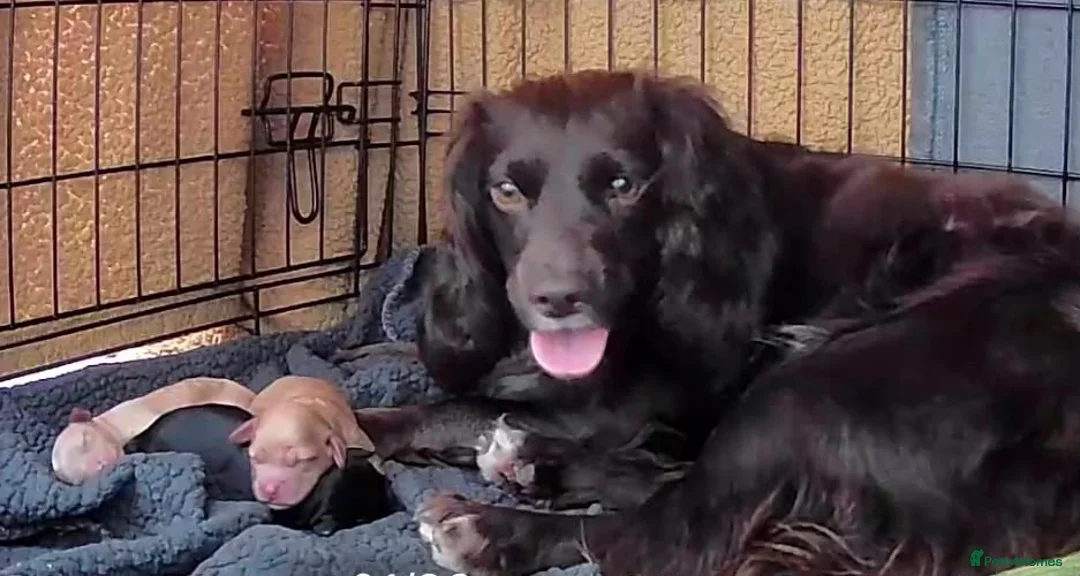 Cockapoo dogs for sale: Gorgeous F1 Cockapoo Pups  in Bexhill-on-Sea - Advert 1