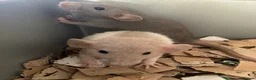 Rat rodents for sale: Rats for sale hull - Advert 6