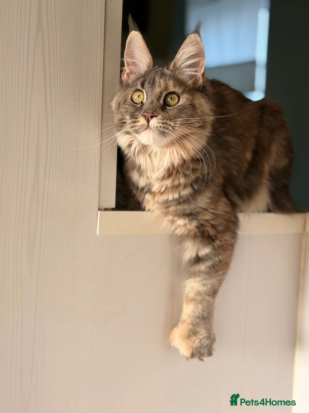 Maine Coon cats for sale: POLYDACTYL MAINE COON TICA ACTIVE - Advert 2