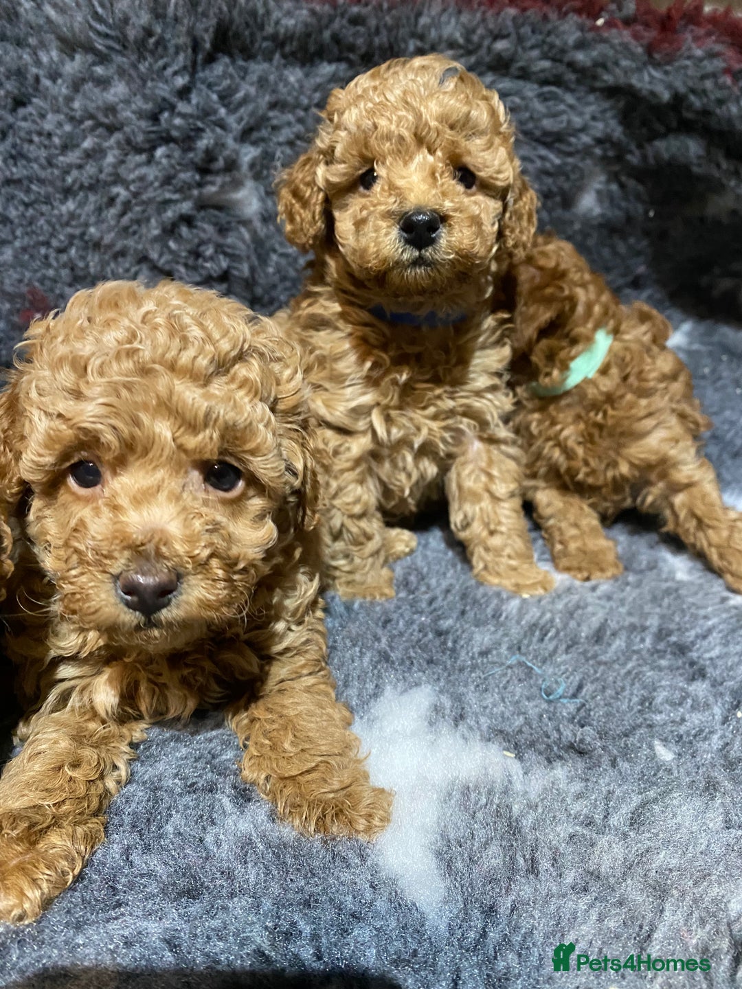 Toy Poodle dogs for sale: KC Toy Poodles Health Tested - Advert 4