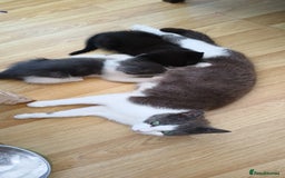 Mixed Breed cats for sale: Kittens for sale 1 male and 1 female left  - Image 2