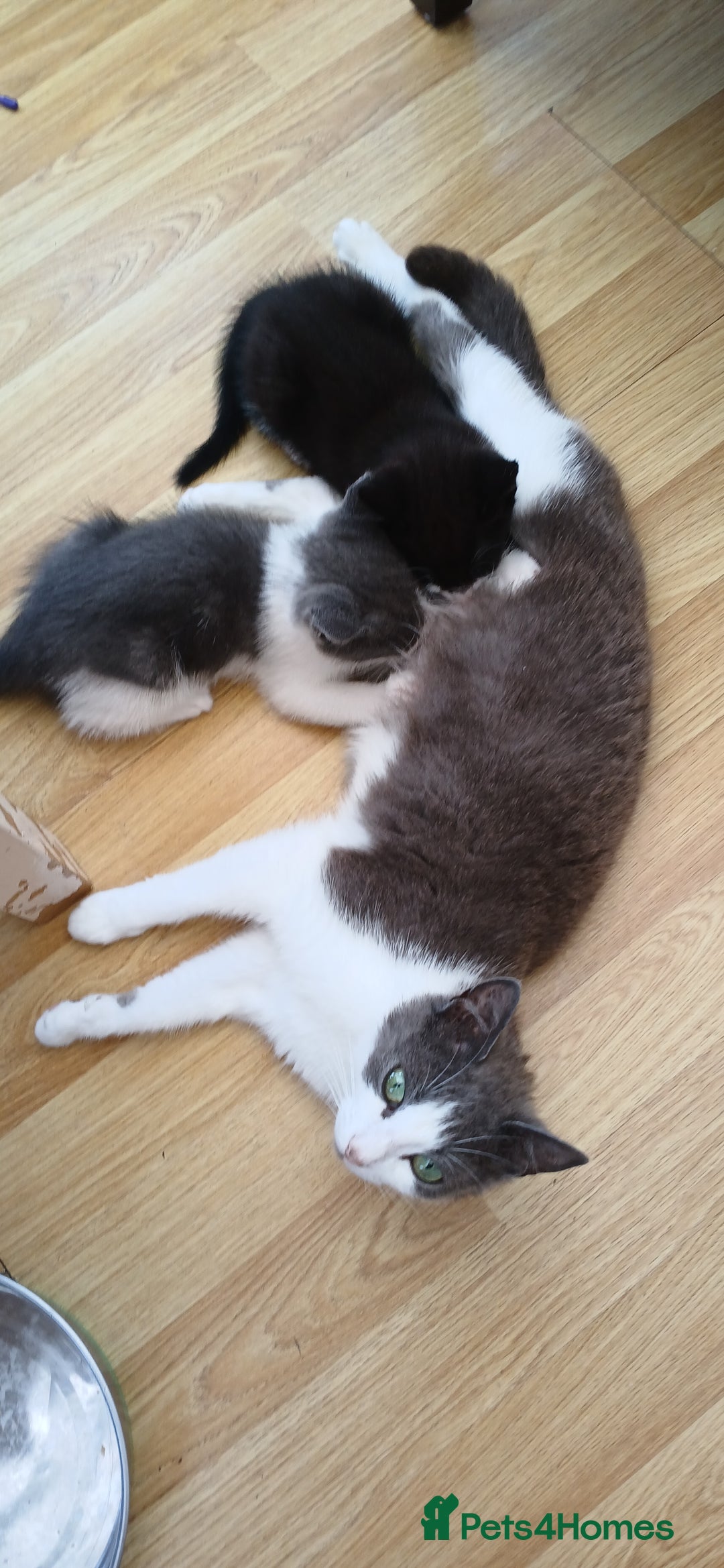 Mixed Breed cats for sale: Kittens for sale 1 male and 1 female left  - Image 2