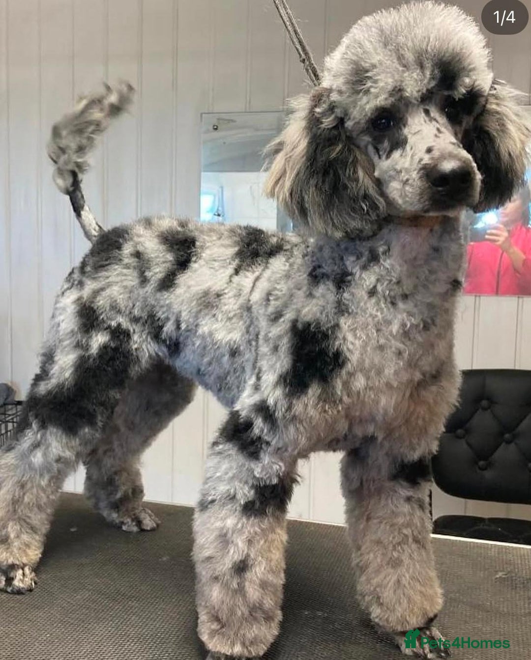 Cockapoo dogs for sale: Stunning Double Doodles  - Advert 3