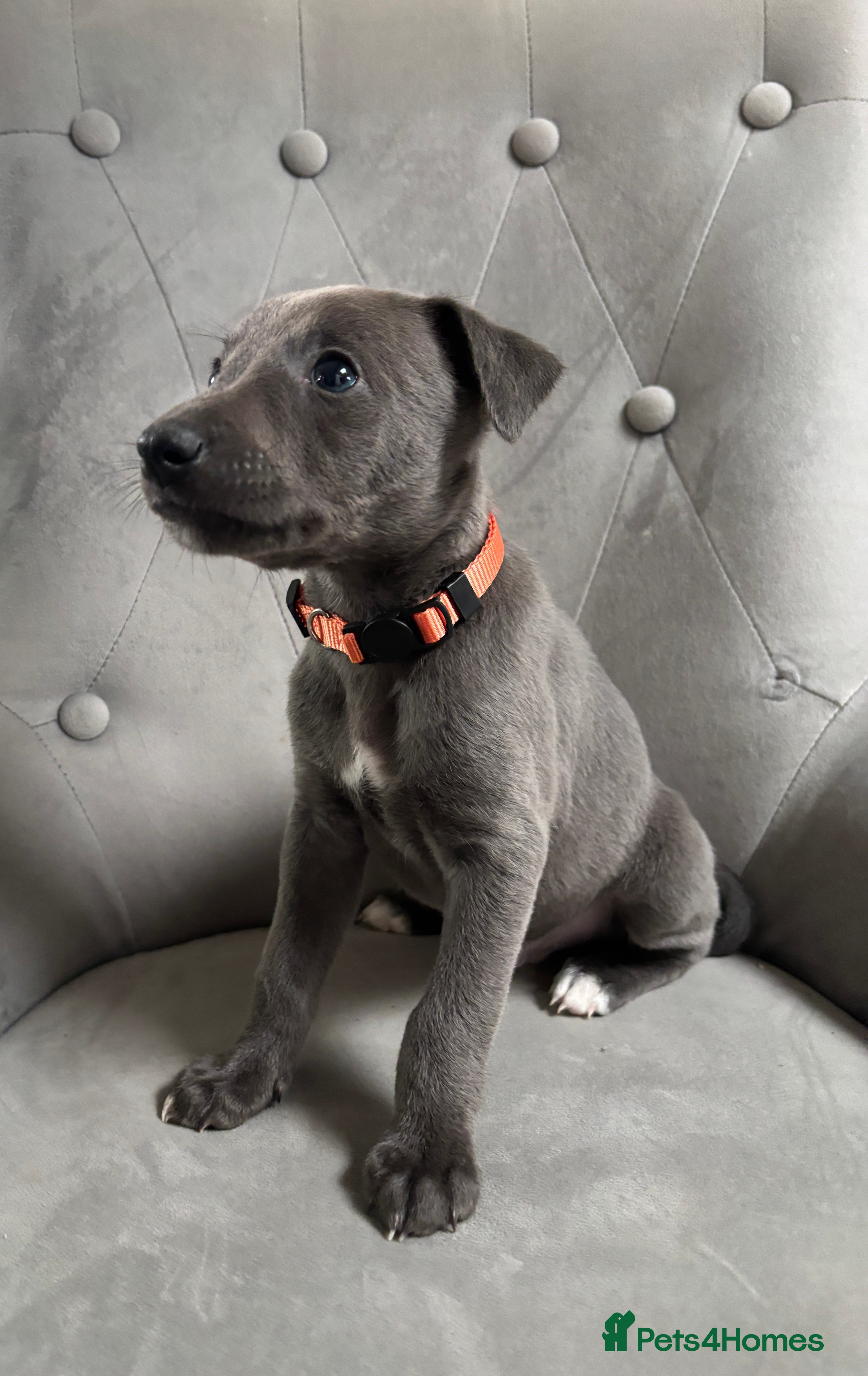 Whippet dogs Stunning KC registered Whippet puppies in Billingshurst - Advert 2