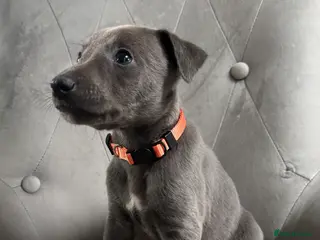 Whippet dogs Stunning KC registered Whippet puppies in Billingshurst - Advert 2