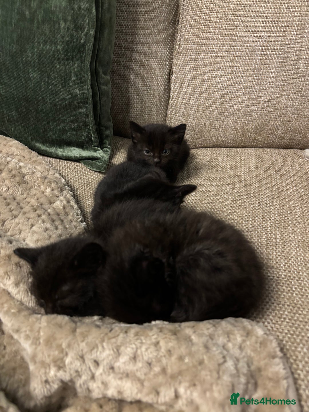 British Shorthair cats for sale: 4 kittens for sales  - Advert 6