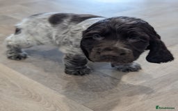 Cocker Spaniel dogs for sale: Show type cocker spaniel  - Image 10
