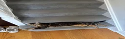 Bengal cats for stud: Stunning Female needs home  in Southampton - Advert 7