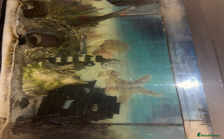 Sharks fish - Advert 1