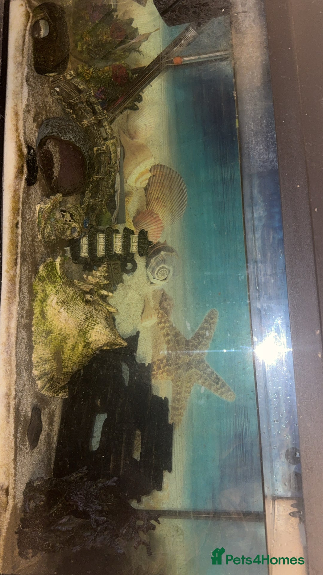 Sharks fish for sale: Fish tank, accessories and fish  - Image 1