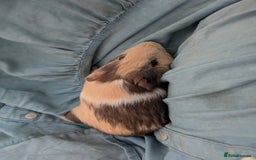 Guinea Pig rodents for sale: Male Guinea Pig  - Image 2