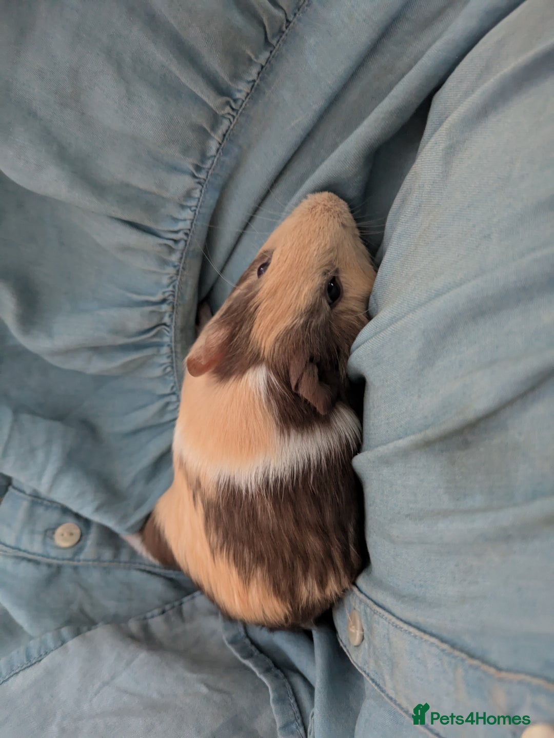 Guinea Pig rodents for sale: Male Guinea Pig  - Image 2