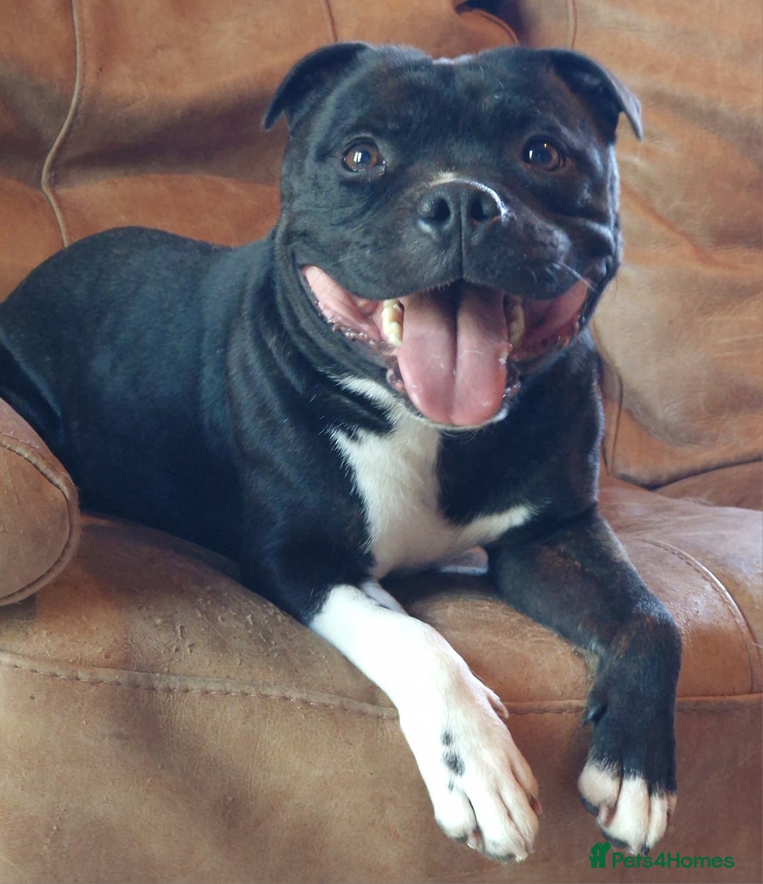 Staffordshire Bull Terrier dogs for stud: Handsome Loving Boy Who Is Beautiful inside & Out in Battle - Image 1