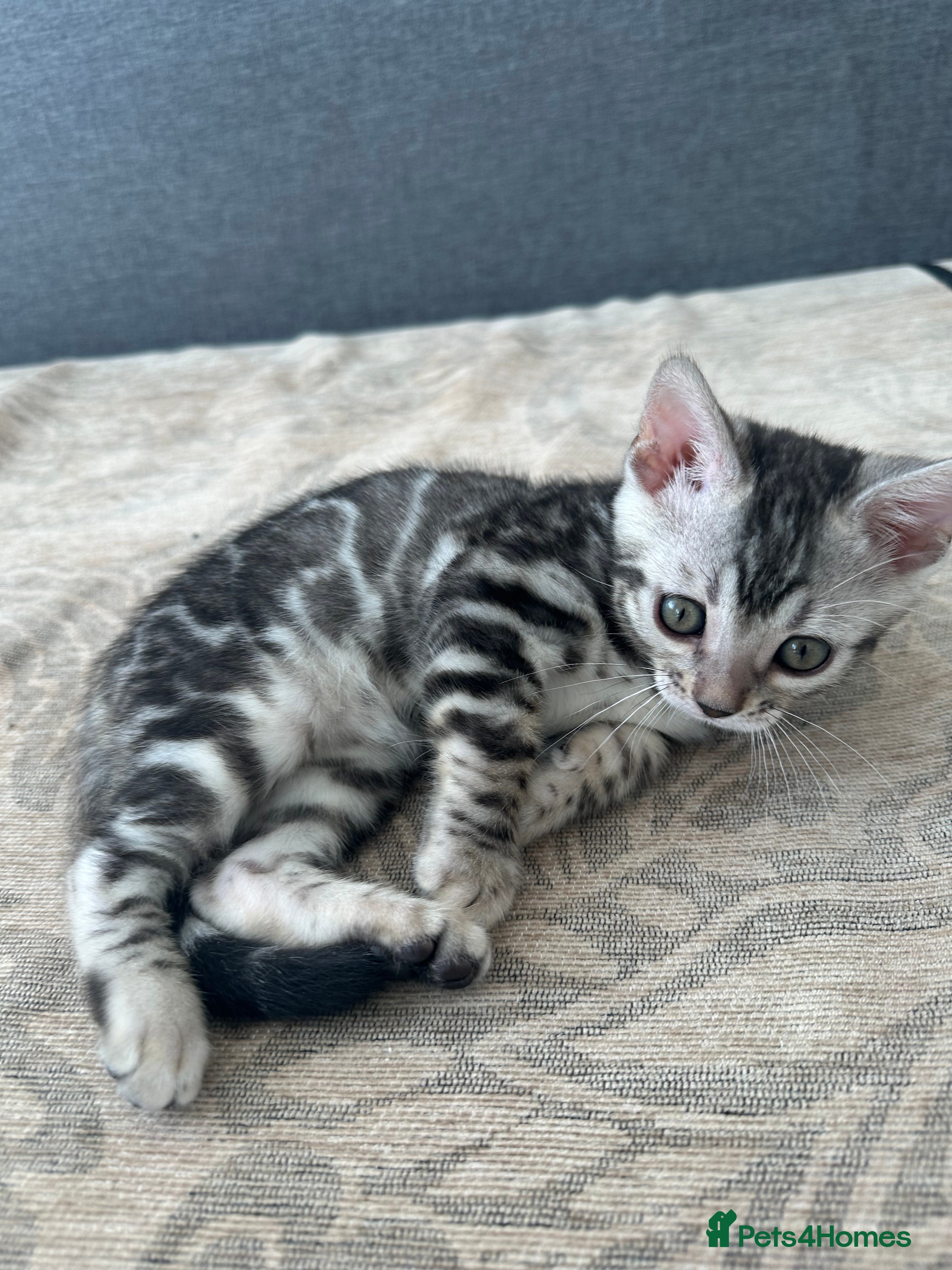 Bengal cats for sale: Bengal kittens for sale in Saffron Walden - Advert 17